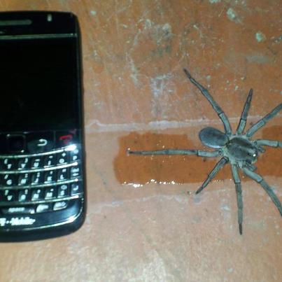 What is this? Tarantula or Wolf?