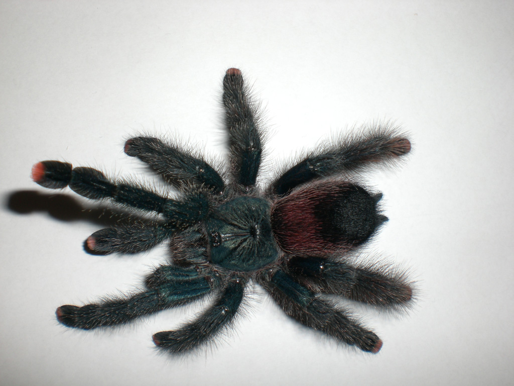 What kind of Avicularia?
