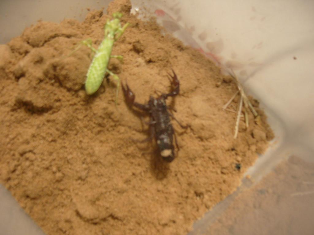 what kind of scorpion is this? Is this dangerous?