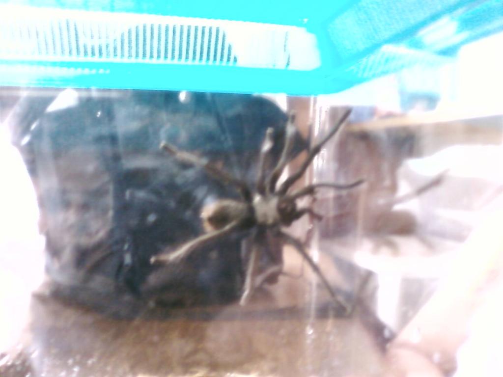 What kind of tarantula is this?