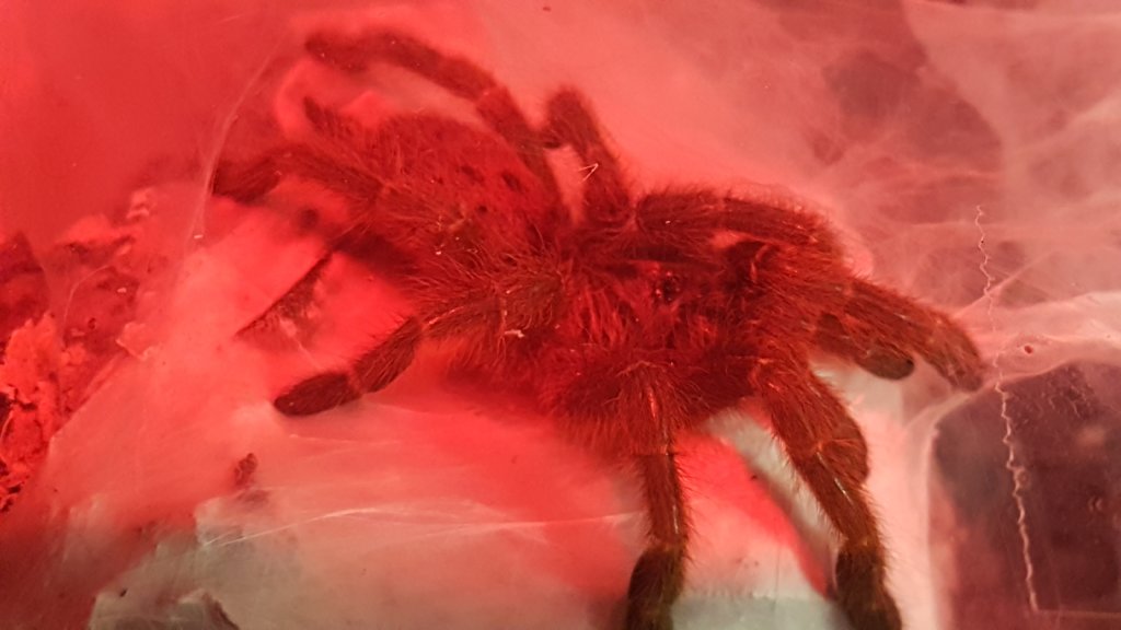 What's red, mean and freshly molted?
