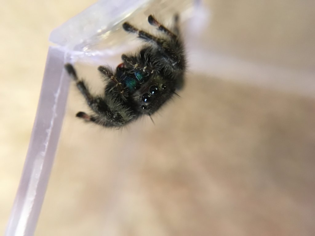 When Phidippus audax comes to visit!