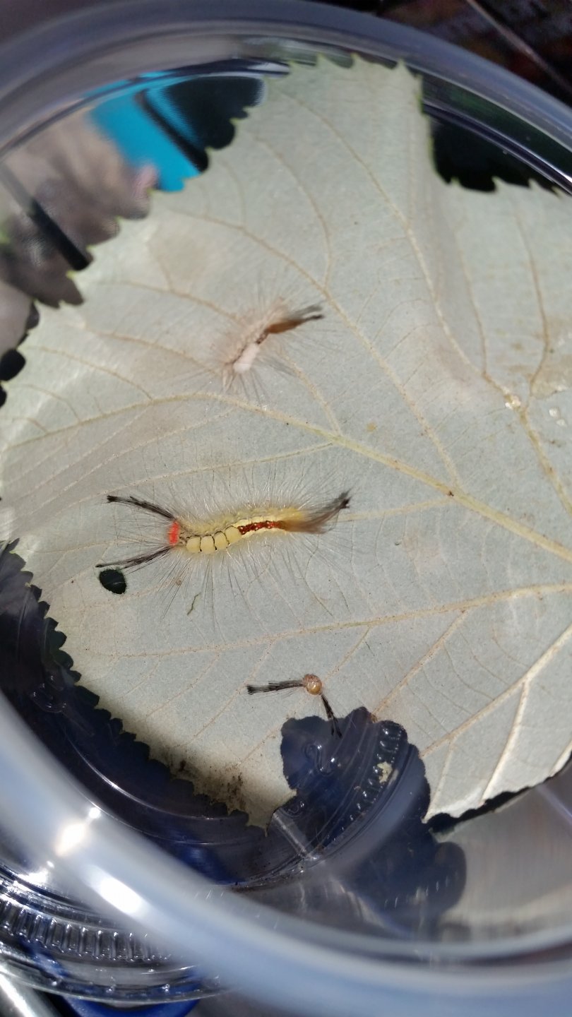White Marked Tussock Caterpillar