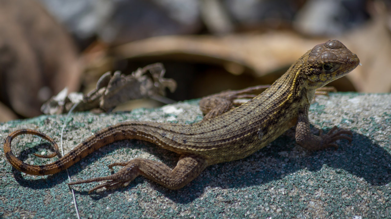 Wild Curly Tailed Lizard