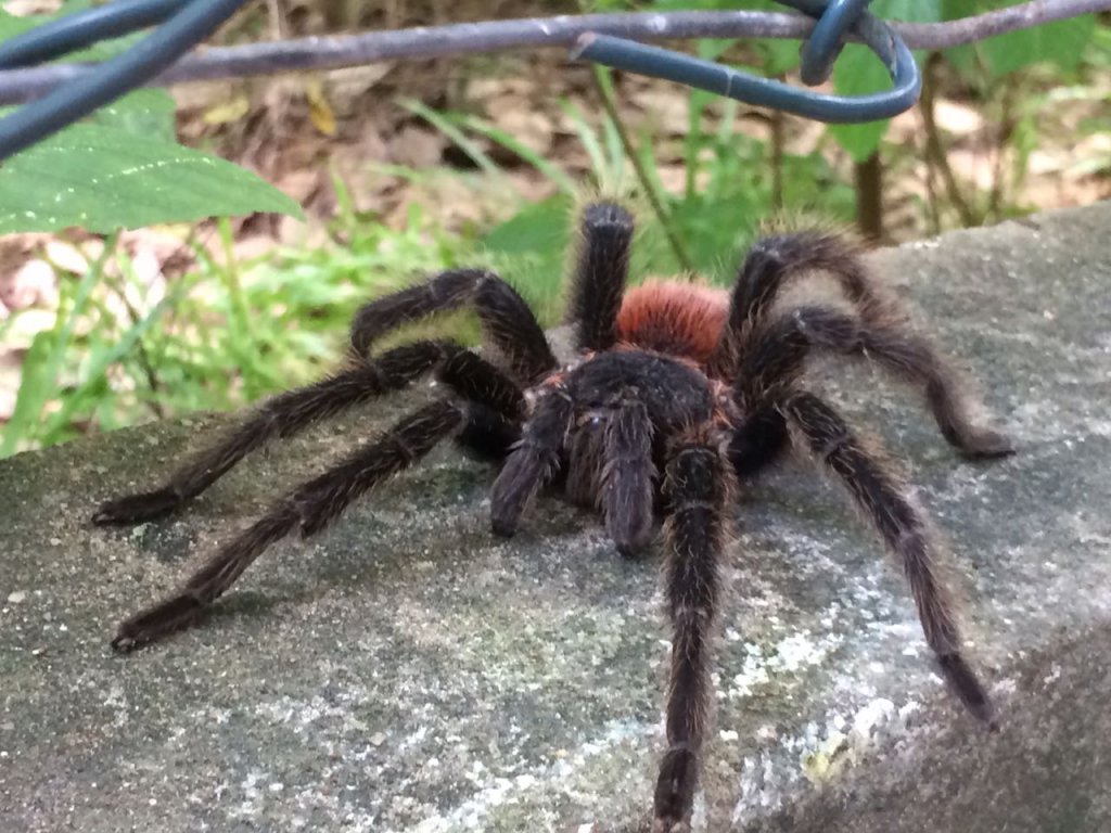 Wild T Northeastern Brazil