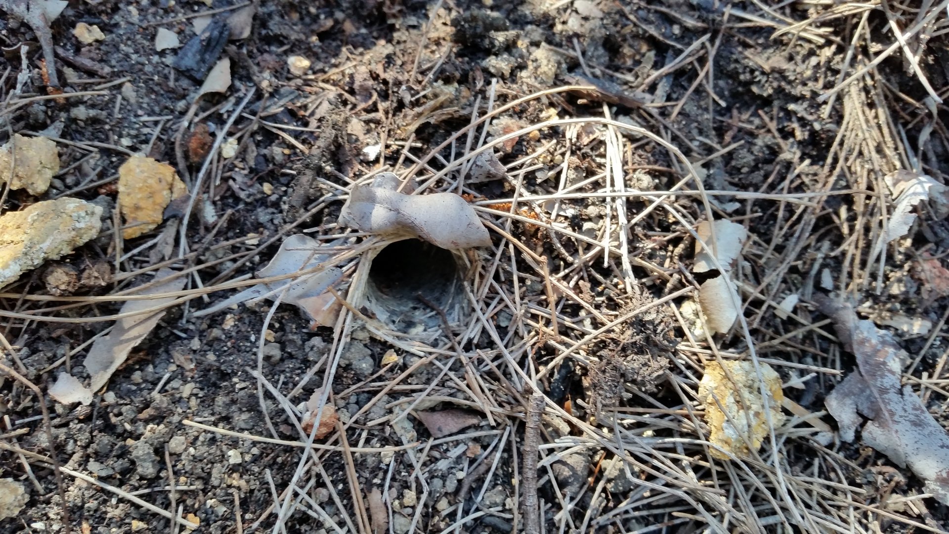 Wild trapdoor burrow (Arbanitis)