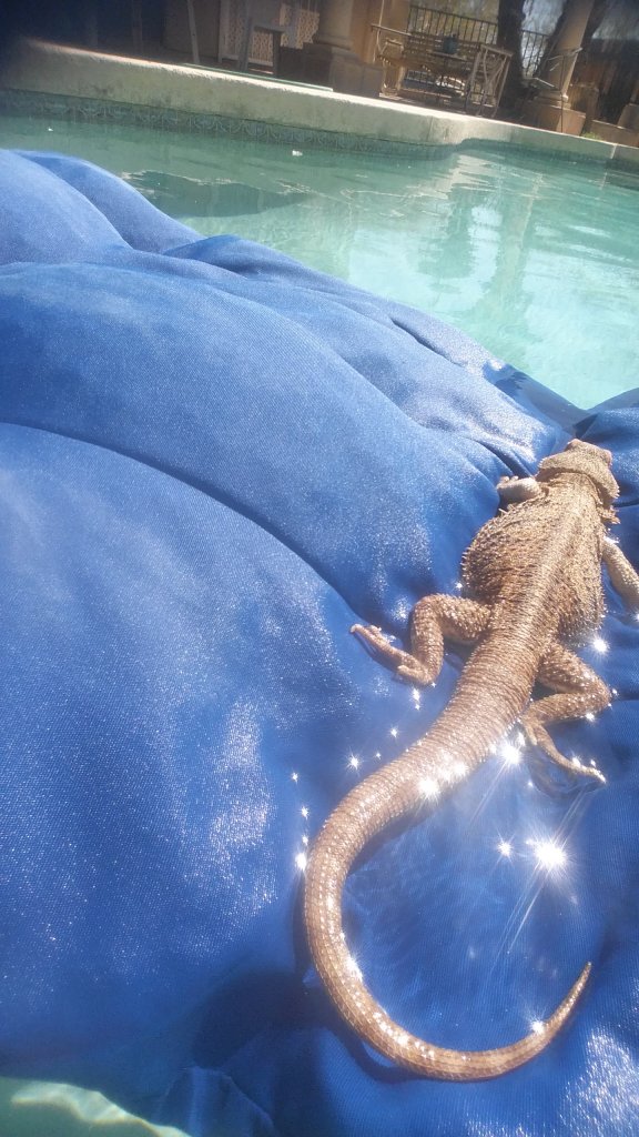 Winston Sparkles as a Bathing Beauty