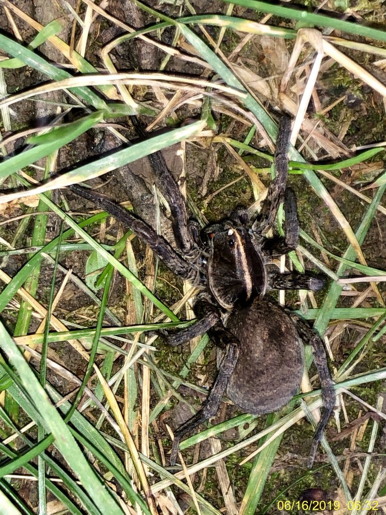 Wolf Spider ID [2/2]