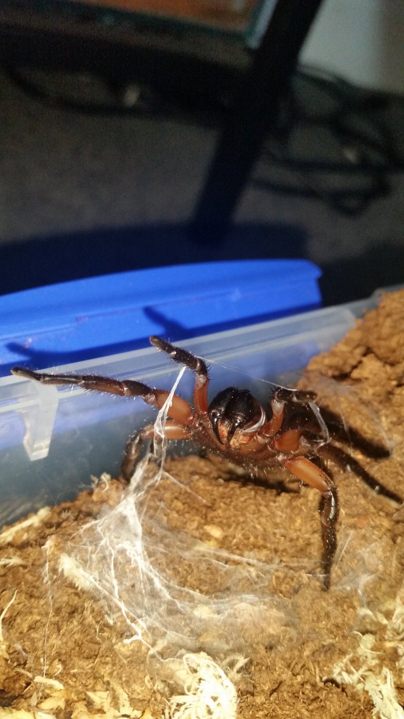 World's angriest spooder