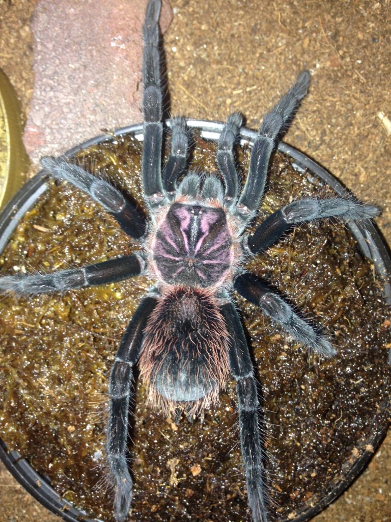 X. intermedia 7i; 4.25 Inch DLS; Molt date 11-5-17; Photo'd 11-8-17