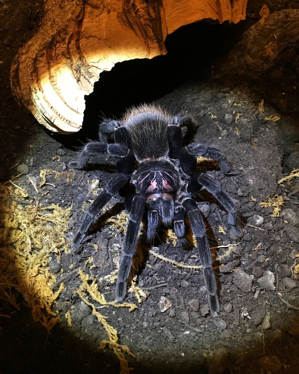 Xenesthis immanis