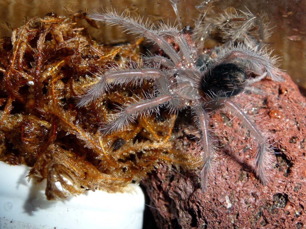 Xenesthis intermedia 3i; 1.5" DLS; Molt Date 5-25-17