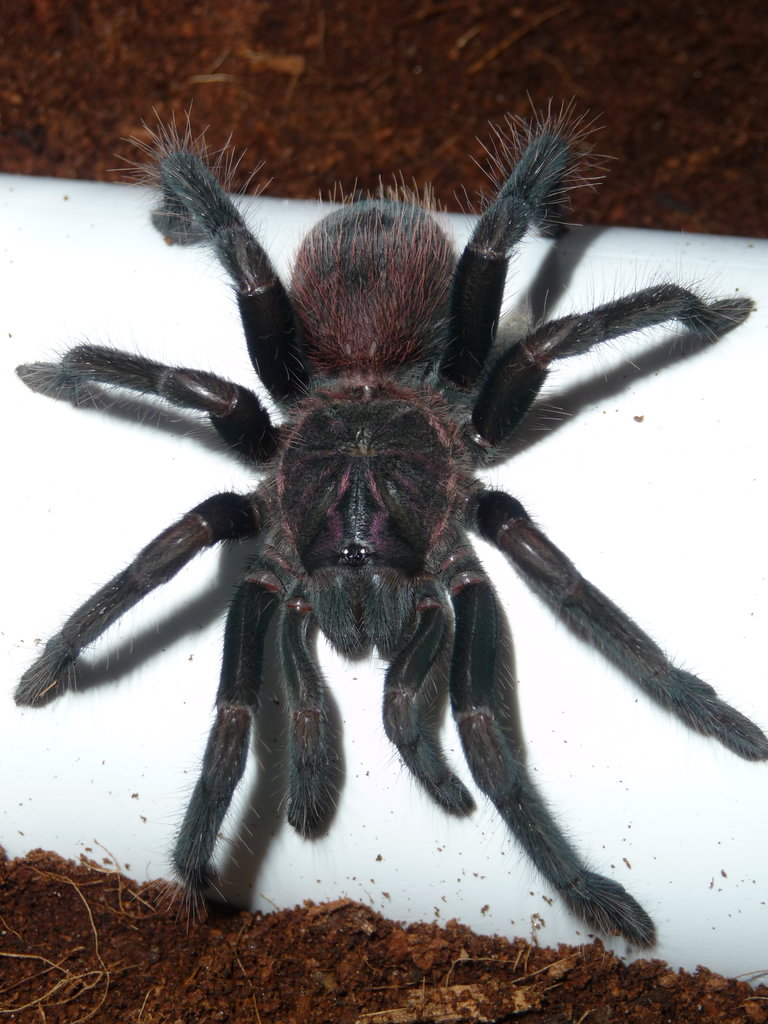 Xenesthis intermedia 6i; 3.5" DLS; Molt Date 9-13-17; Photo'd 9-15-17