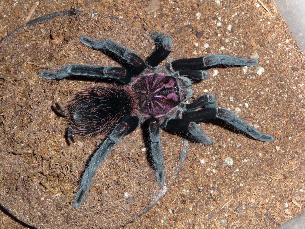 Xenesthis intermedia 8i; 4.75" DLS; Molt date 4-13-18; Photo'd 4-18-18