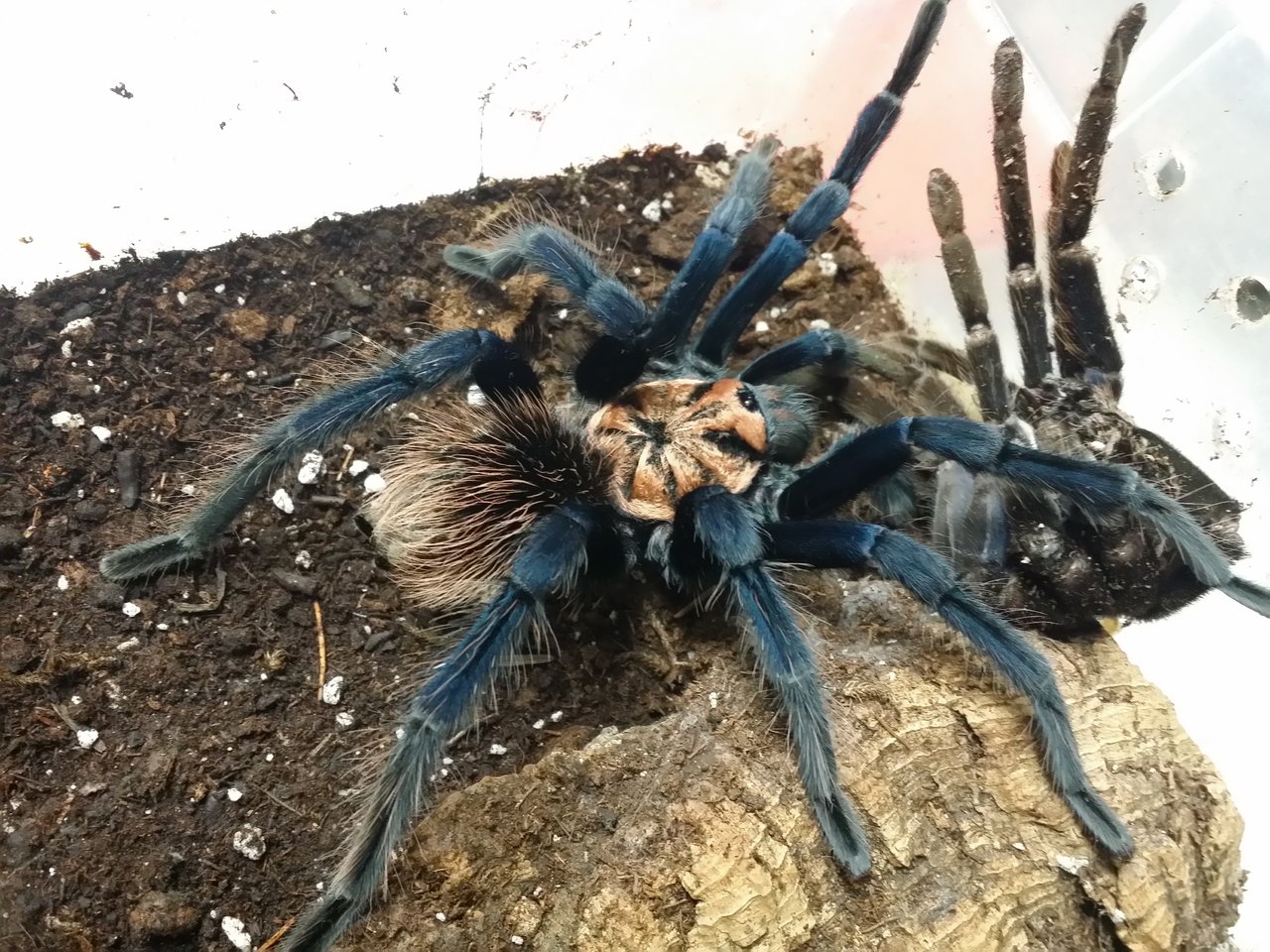 Xenesthis sp "Blue" MM