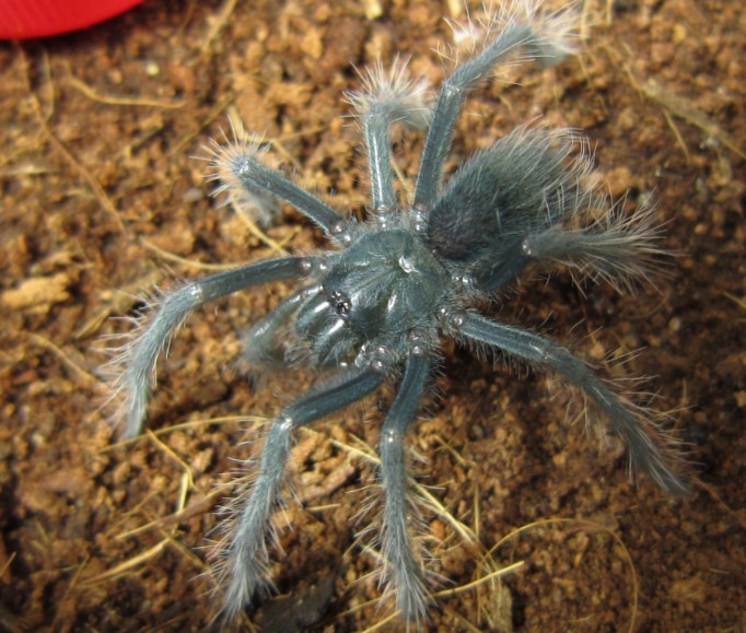 Xenesthis sp. blue