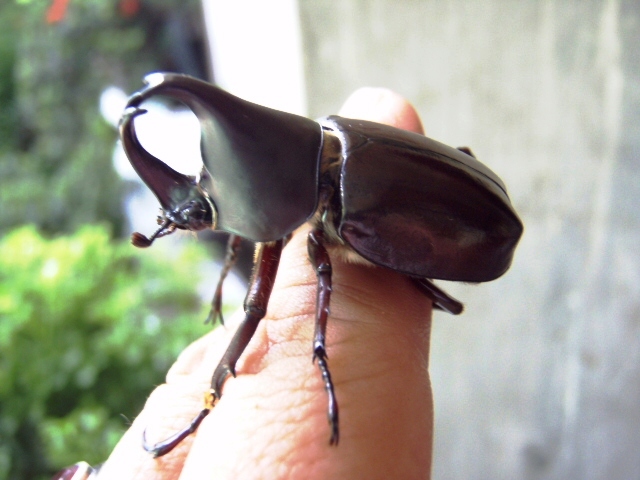 Xyloptrupes Gideon Philippinensis