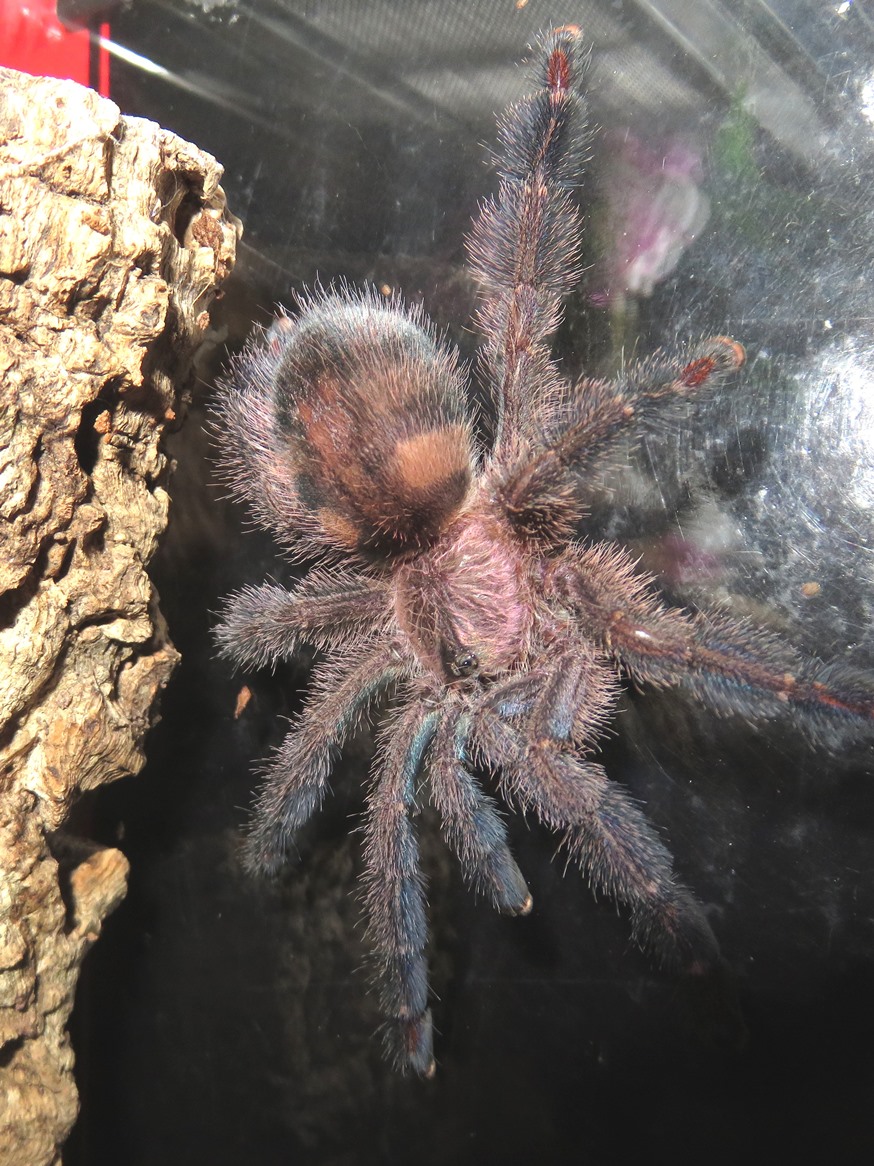 Ybyrapora diversipes, juvenile/subadult female