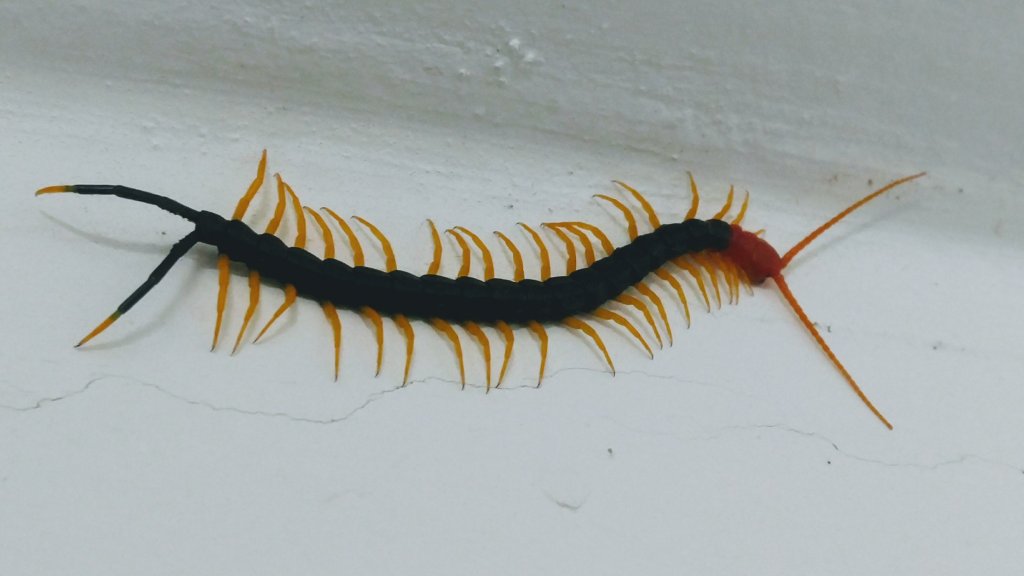 Young Scolopendra heros castaneiceps