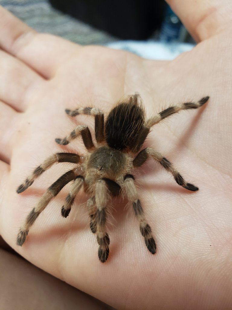 Young Tarantula