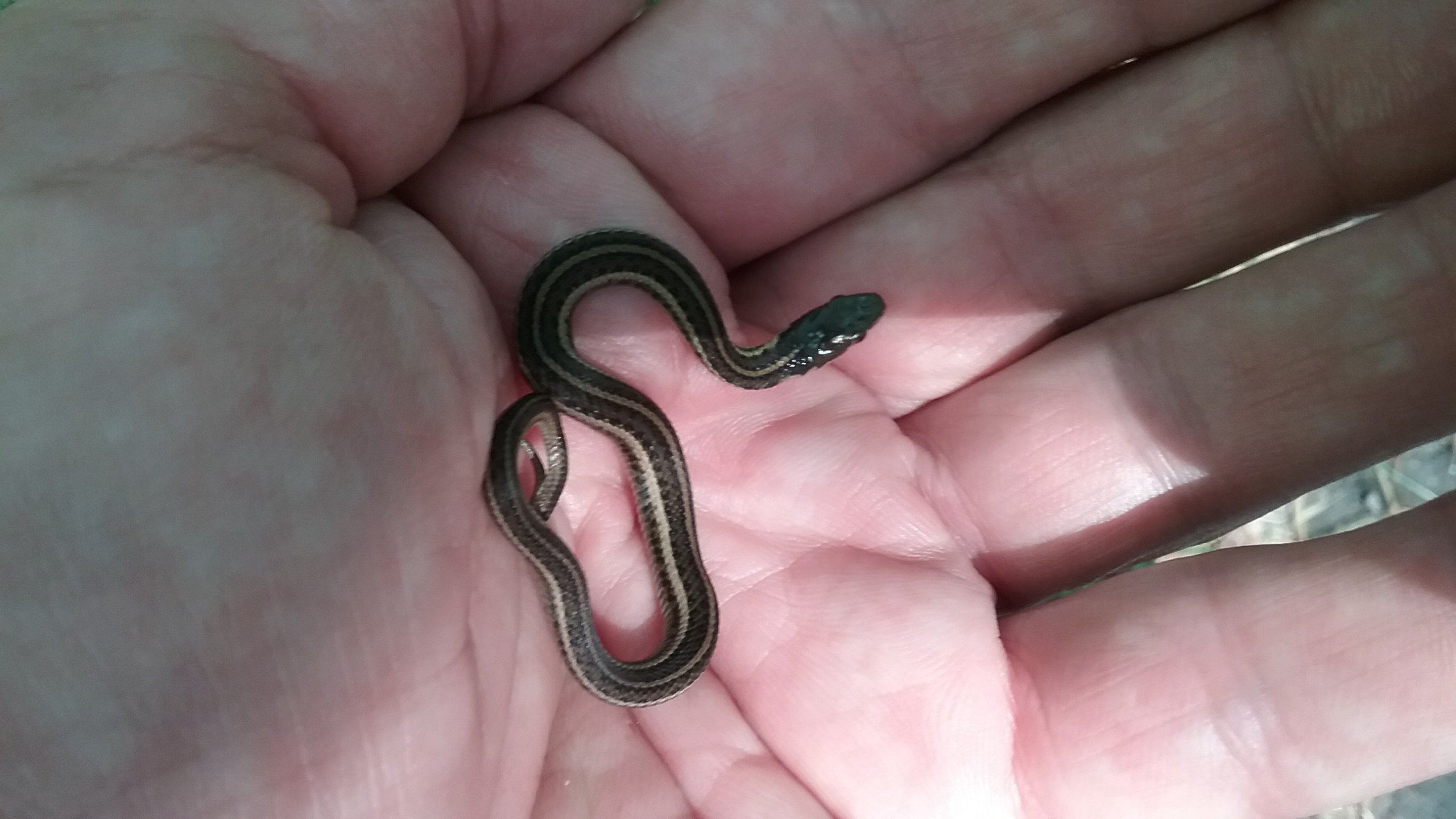 yoy garter snake