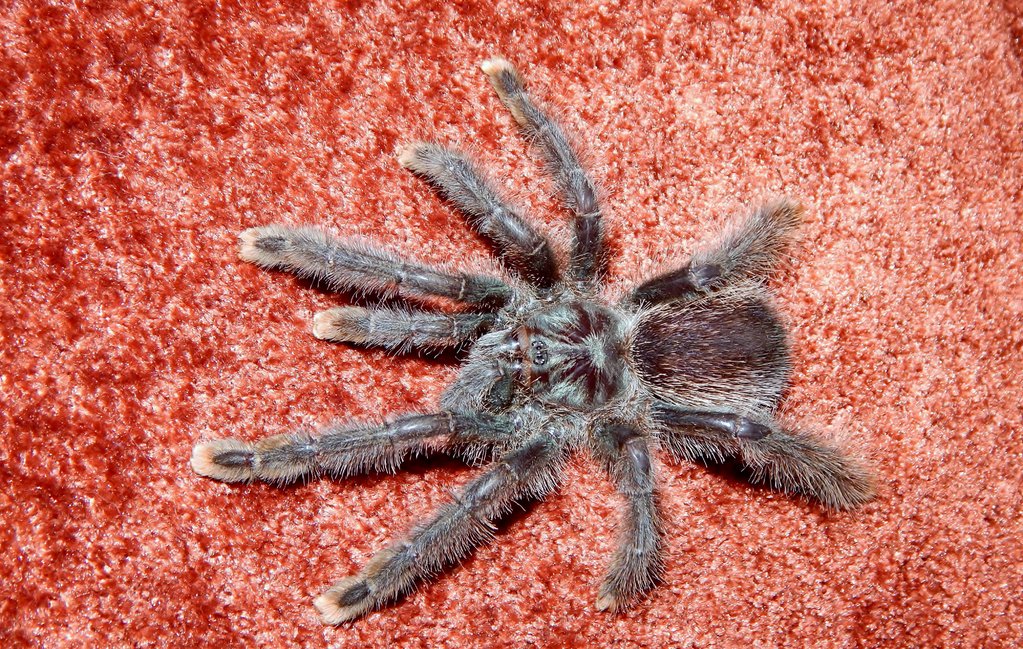 "Zelda" A. avicularia