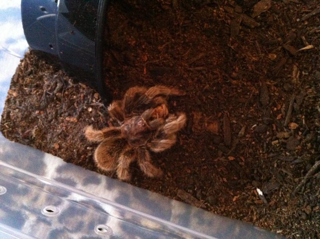 Zelda the Grammostola rosea eating two crickets at once