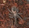 frodo_brachypelma_albopilosum_10_2_02_small.jpg