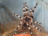 a.geniculata fresh from molt.jpg