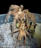 chilobrachys_andersoni-006-kb70.jpg