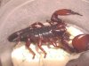 african black scorpion.jpg