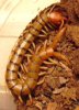 scolopendra cingulata.jpg