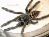 p.irminia_09_web.jpg