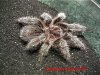 g.rosea_05_web.jpg