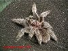 g.rosea_08_web.jpg