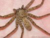 heteropoda003.jpg