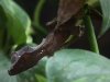 UROPLATUSPHANTASTICUS.jpeg.JPG