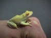 AlbinoGreenTreefrog.jpeg.JPG