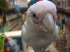 Cockatoo.jpeg.JPG