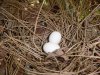 Arachno Dove Bush Nest 12 April 2004.JPG