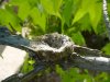 Arachno Hummingbird Nest 19 April 2004.jpg