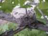 Arachno Hummingbird Nest B 27 Arpril 2004.jpg