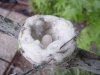 Arachno Hummingbird Nest A 27 April 2004.jpg