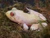 Albinobullfrog.jpeg.JPG