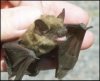 brownbat.jpg