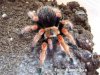 brachypelma boehmei2.jpg