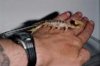 Hadrurus Hand.JPG