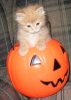 Punkinpunkin 023.jpg