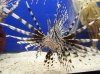 Lionfish.JPG