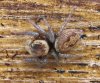 Salticid2.jpg